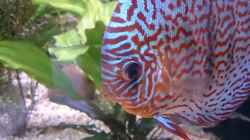 Besatz im Aquarium Becken 27455 (nur noch als Beispiel)