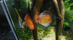 Aquarium Becken 27455 (nur noch als Beispiel)