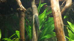 Besatz im Aquarium Becken 27455 (nur noch als Beispiel)