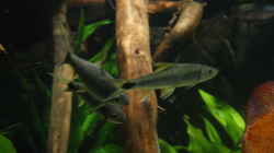 Besatz im Aquarium Becken 27455 (nur noch als Beispiel)