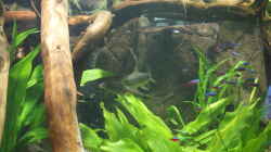 Besatz im Aquarium Becken 27455 (nur noch als Beispiel)