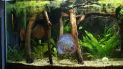 Aquarium Becken 27455 (nur noch als Beispiel)