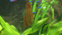 Besatz im Aquarium Becken 27455 (nur noch als Beispiel)