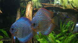 Besatz im Aquarium Becken 27455 (nur noch als Beispiel)