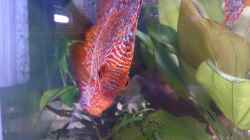 Besatz im Aquarium Becken 27455 (nur noch als Beispiel)