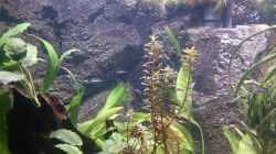 Dekoration im Aquarium Becken 27455 (nur noch als Beispiel)