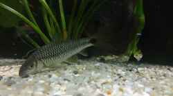 Besatz im Aquarium Becken 27455 (nur noch als Beispiel)