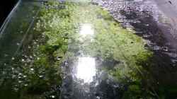 Aquarium Becken 27455 (nur noch als Beispiel)