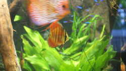 Besatz im Aquarium Becken 27455 (nur noch als Beispiel)