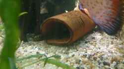 Dekoration im Aquarium Becken 27455 (nur noch als Beispiel)