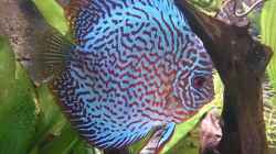 Besatz im Aquarium Becken 27455 (nur noch als Beispiel)