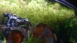 Pflanzen im Aquarium Becken 27455 (nur noch als Beispiel)
