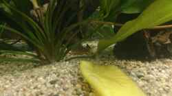 Besatz im Aquarium Becken 27455 (nur noch als Beispiel)