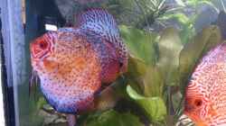 Besatz im Aquarium Becken 27455 (nur noch als Beispiel)