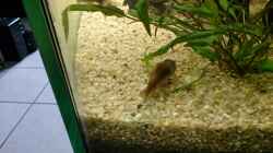 Besatz im Aquarium Becken 27455 (nur noch als Beispiel)