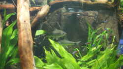 Besatz im Aquarium Becken 27455 (nur noch als Beispiel)