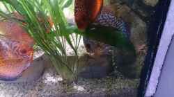 Besatz im Aquarium Becken 27455 (nur noch als Beispiel)