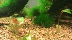 badis babys