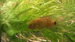 Badis Badis Mänchen