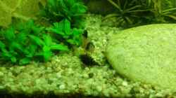 Besatz im Aquarium Rio 180