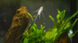 Sturisoma aureum