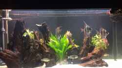 Aquarium Rio Atabapo