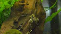 Sturisoma aureum
