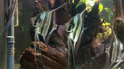 Aquarium Rio Atabapo