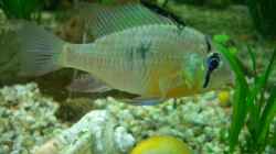 Besatz im Aquarium Becken 2767