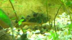 Besatz im Aquarium Becken 2767