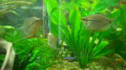 Besatz im Aquarium Becken 2767