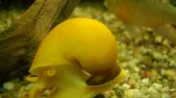 Besatz im Aquarium Becken 2767