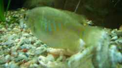 Besatz im Aquarium Becken 2767