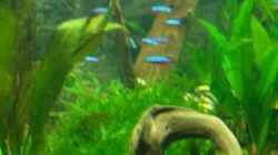 Dekoration im Aquarium Becken 2767