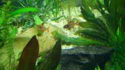 Besatz im Aquarium Becken 2767