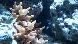 Pflanzen im Aquarium Becken 27697