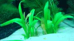 Pflanzen im Aquarium Becken 27728