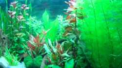 25.10.13 (Aquarium läuft seit 2 Wochen)