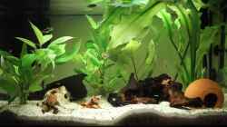 Aquarium vor kleinen Umbaz