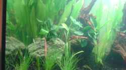 Aquarium Grüner Kontinent