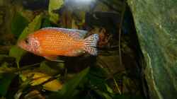 Aulonocara Fire Fish