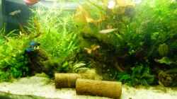 Dekoration im Aquarium Becken 27845