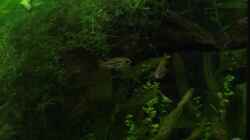 Besatz im Aquarium Becken 2785