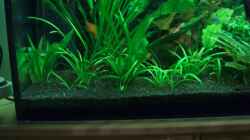 Pflanzen im Aquarium Becken 2785