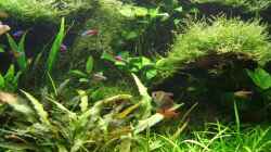 Aquarium Becken 2785