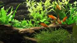 Platys