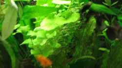 Besatz im Aquarium Becken 2785