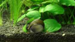 Besatz im Aquarium Becken 2785