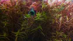 Pflanzen im Aquarium Kölle Zoo