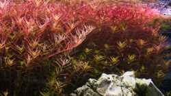 Pflanzen im Aquarium Kölle Zoo
